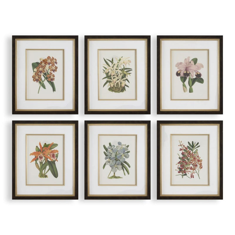 Orchid - Botanical Framed Prints (Set of 6) - Black / Blue / Gold / Green / Orange / Pink / Purple / Red
