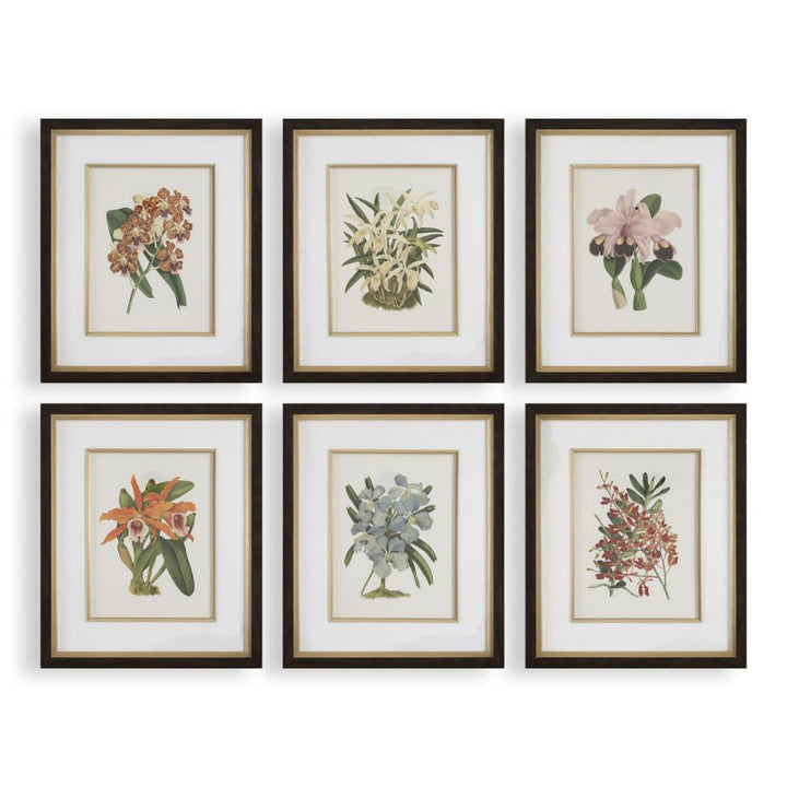 Orchid - Botanical Framed Prints (Set of 6) - Black / Blue / Gold / Green / Orange / Pink / Purple / Red