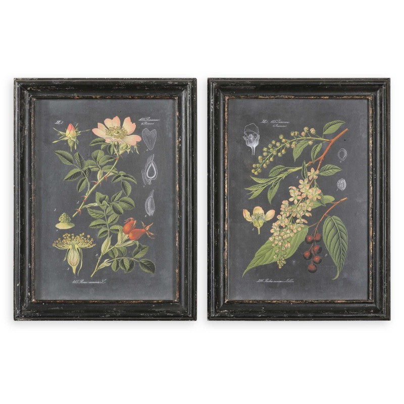 Midnight Botanicals - Wall Art (Set of 2) - Black