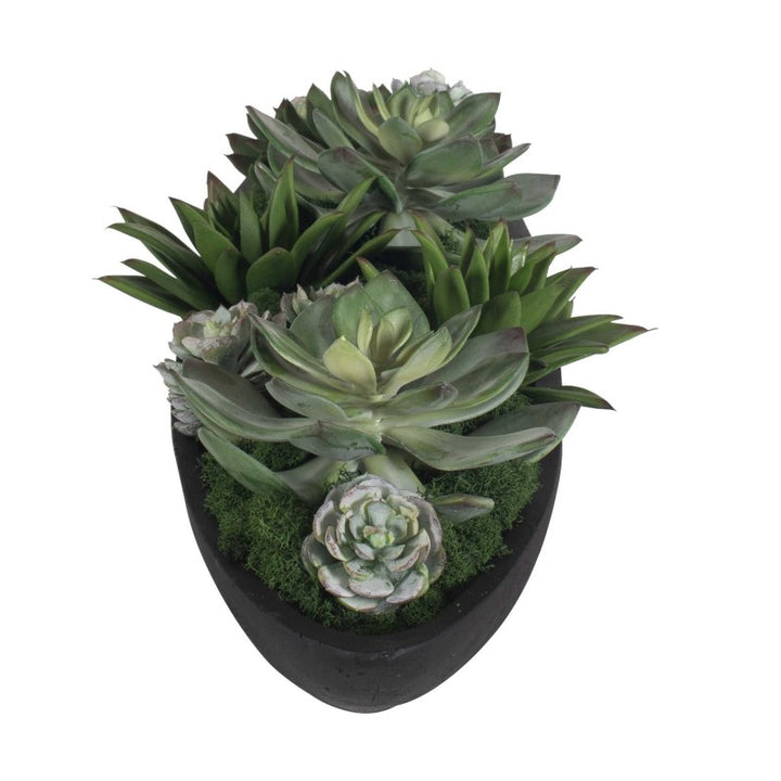Verde - Succulent Centerpiece In Bowl - Black / Green