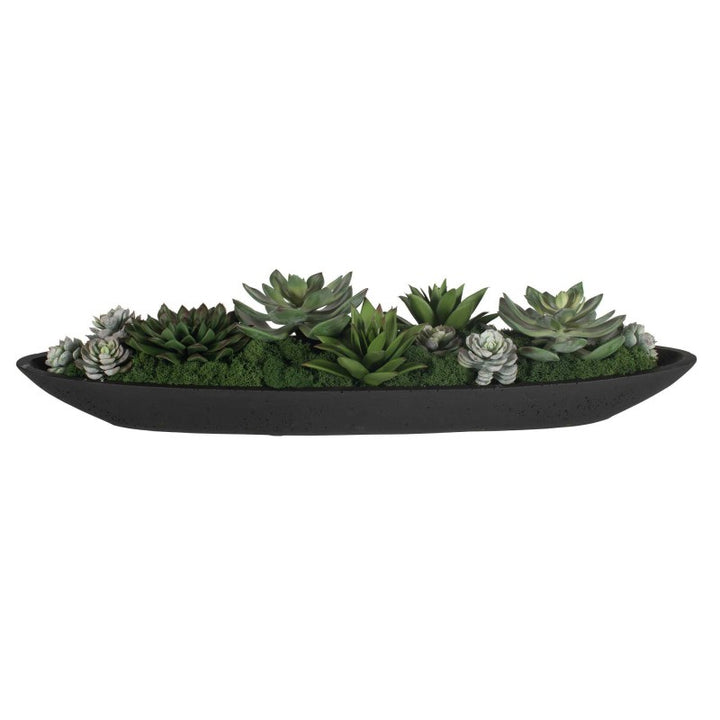Verde - Succulent Centerpiece In Bowl - Black / Green