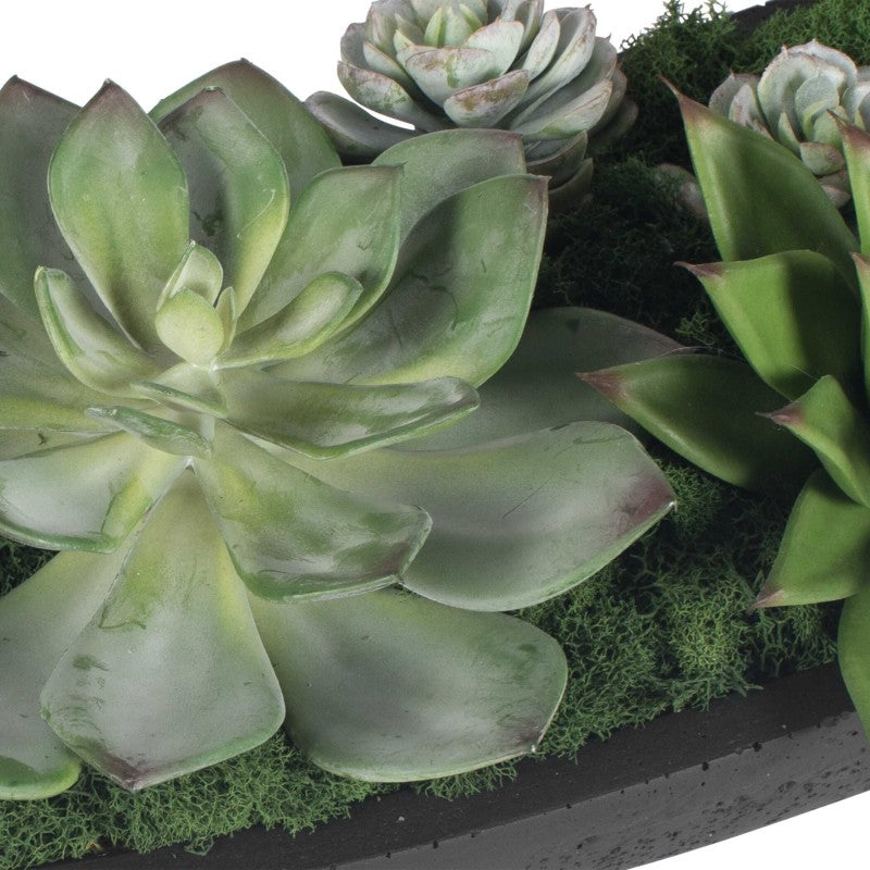 Verde - Succulent Centerpiece In Bowl - Black / Green