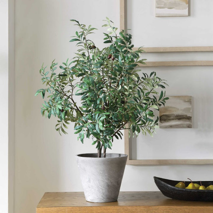 Marisol - Potted Olive Plant - Gray / Green